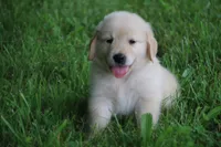Rocky, a male English Cream Golden Retriever for sale in Barnett, MO – 1 of 9