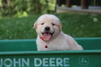 Skye, a female English Cream Golden Retriever for sale in Barnett, MO – 2 of 9