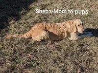 Daisy, a female English Cream Golden Retriever for sale in Barnett, MO – 9 of 9