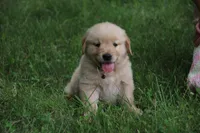 Hunter, a male English Cream Golden Retriever for sale in Barnett, MO – 4 of 9