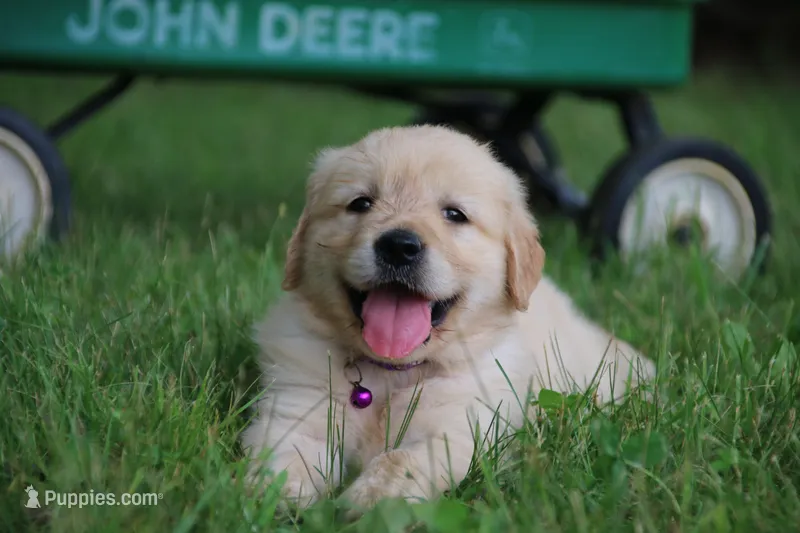 Bella – English Cream Golden Retriever puppy for sale in Barnett, MO