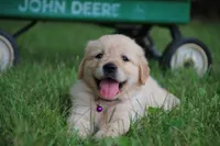 Bella, a female English Cream Golden Retriever for sale in Barnett, MO – 1 of 9