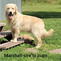 Daisy, a female English Cream Golden Retriever for sale in Barnett, MO – 8 of 9