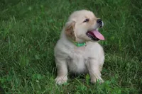 Cooper, a male English Cream Golden Retriever for sale in Barnett, MO – 5 of 9