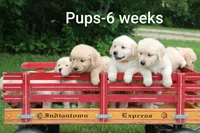 Ranger, a male English Cream Golden Retriever for sale in Barnett, MO – 5 of 8