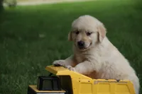 Milo, a male English Cream Golden Retriever for sale in Barnett, MO – 2 of 8