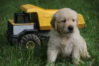 Ranger, a male English Cream Golden Retriever for sale in Barnett, MO – 3 of 8