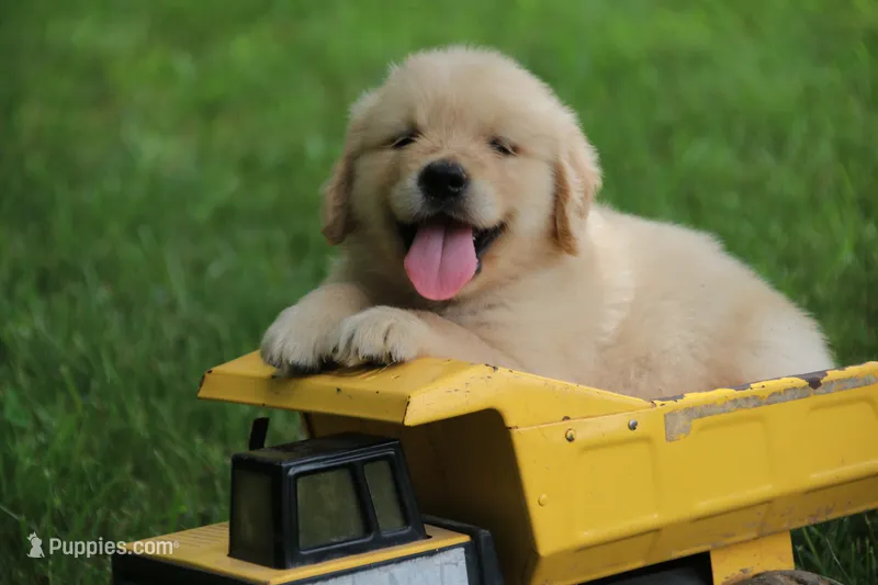 Cooper – English Cream Golden Retriever puppy for sale in Barnett, MO
