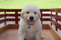 Milo, a male English Cream Golden Retriever for sale in Barnett, MO – 3 of 8
