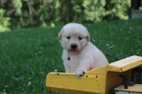 Skye, a female English Cream Golden Retriever for sale in Barnett, MO – 4 of 9