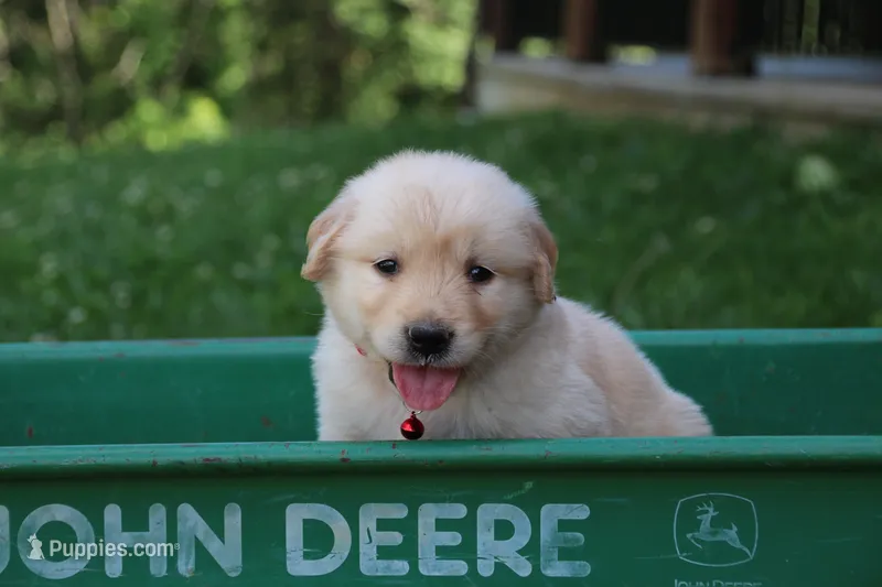 Skye – English Cream Golden Retriever puppy for sale in Barnett, MO