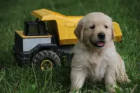 Ranger, a male English Cream Golden Retriever for sale in Barnett, MO – 1 of 8
