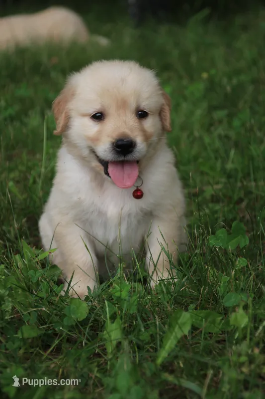 Skye – Golden Retriever puppy for sale in Barnett, MO