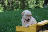 Skye, a female English Cream Golden Retriever for sale in Barnett, MO – 3 of 9
