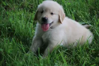 Rocky, a male English Cream Golden Retriever for sale in Barnett, MO – 3 of 9