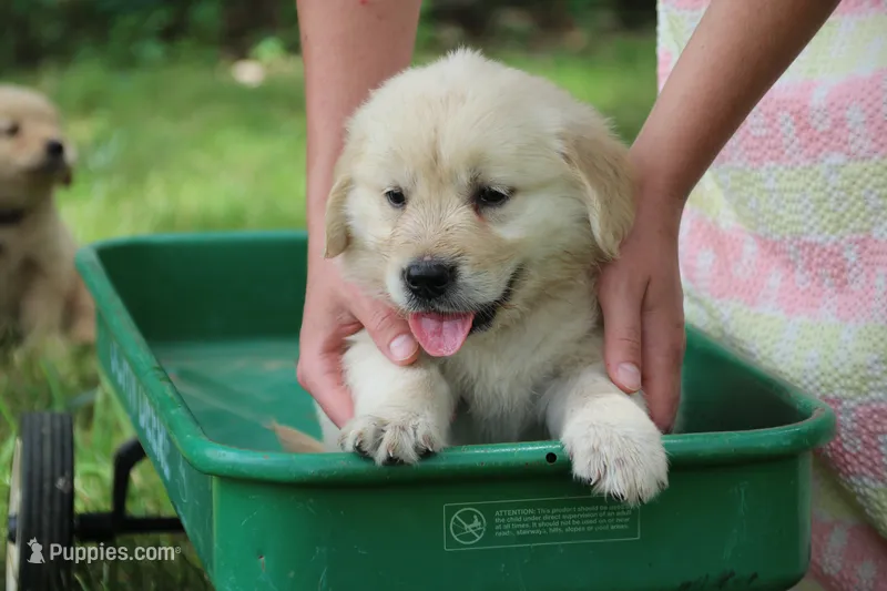 Daisy – English Cream Golden Retriever puppy for sale in Barnett, MO