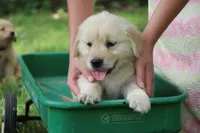 Daisy, a female English Cream Golden Retriever for sale in Barnett, MO – 1 of 9