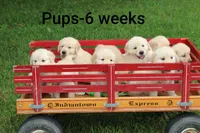 Bella, a female English Cream Golden Retriever for sale in Barnett, MO – 6 of 9