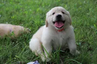 Daisy, a female English Cream Golden Retriever for sale in Barnett, MO – 4 of 9