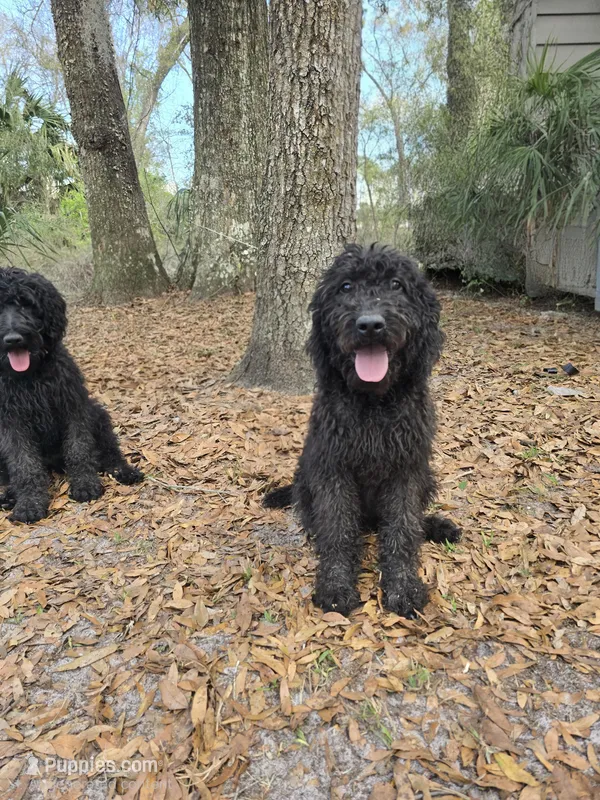 Olive – Labradoodle puppy for sale in Chiefland, FL