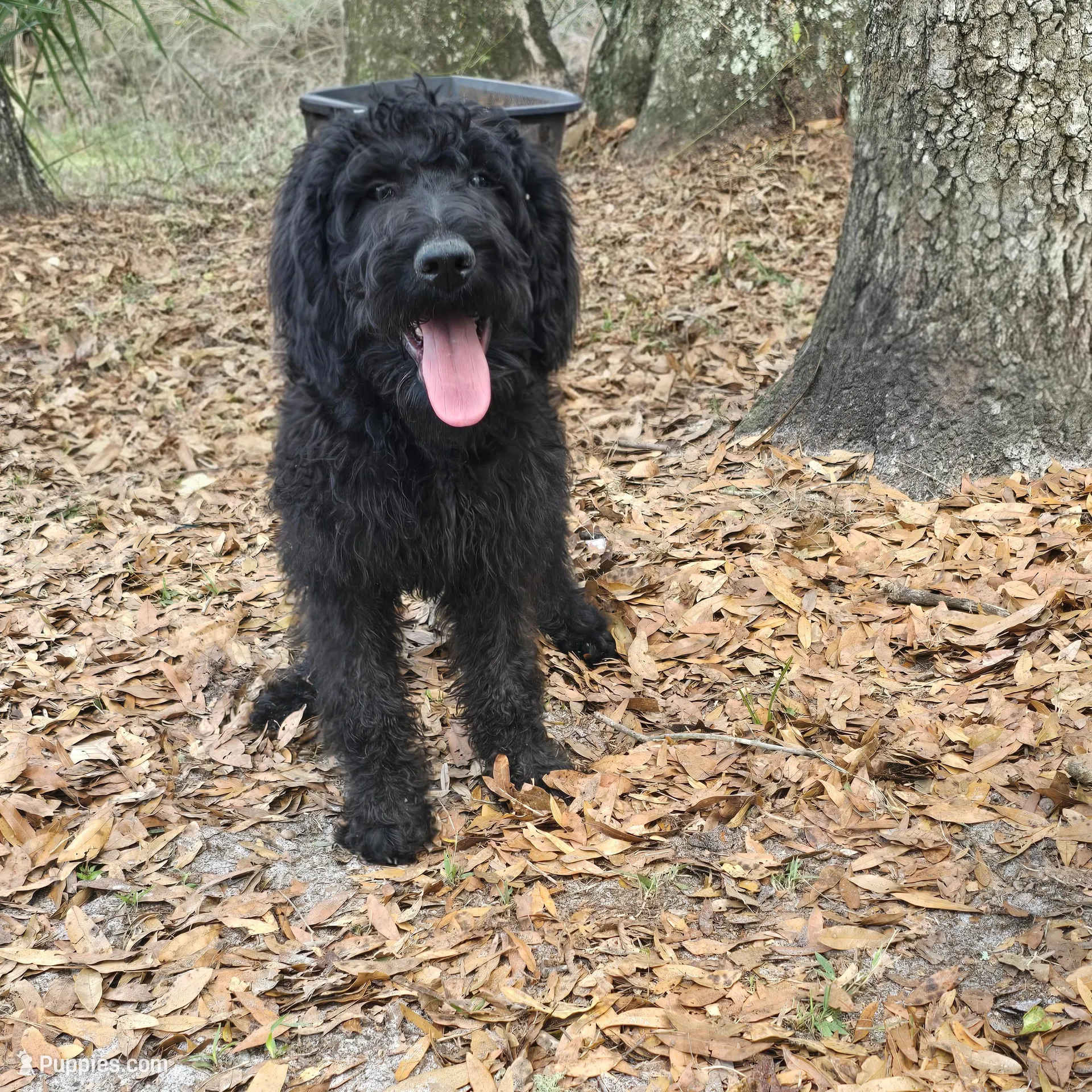 Mason – Labradoodle puppy for sale in Chiefland, FL
