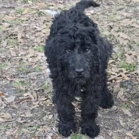 Mac, a male Labradoodle for sale in Chiefland, FL – Photo 1 of 2