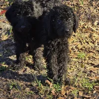 Mac, a male Labradoodle for sale in Chiefland, FL – Photo 2 of 2