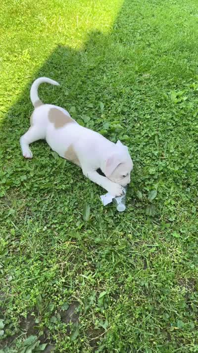 Kobe , a male American Pit Bull Terrier for sale in Pennsylvania Furnace, PA – 7 of 10