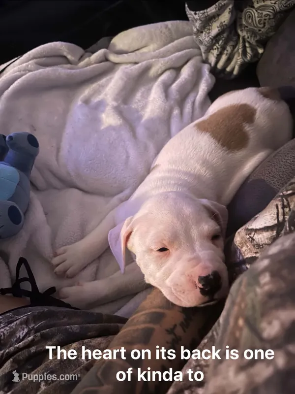 Kobe  – American Pit Bull Terrier puppy for sale in Pennsylvania Furnace, PA