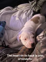 Kobe , a male American Pit Bull Terrier for sale in Pennsylvania Furnace, PA – 1 of 10