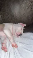 Kobe , a male American Pit Bull Terrier for sale in Pennsylvania Furnace, PA – 5 of 10