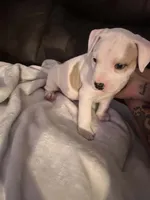 Kobe , a male American Pit Bull Terrier for sale in Pennsylvania Furnace, PA – 6 of 10