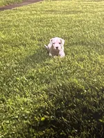 Kobe , a male American Pit Bull Terrier for sale in Pennsylvania Furnace, PA – 3 of 10