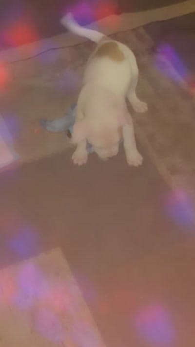 Kobe , a male American Pit Bull Terrier for sale in Pennsylvania Furnace, PA – 9 of 10