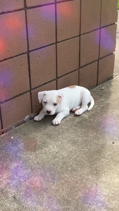 Kobe , a male American Pit Bull Terrier for sale in Pennsylvania Furnace, PA – 8 of 10