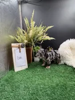 Loki, a male French Bulldog for sale in Goshen, IN – 2 of 5