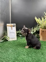 Shirley , a female French Bulldog for sale in Goshen, IN – 4 of 5