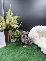 Loki, a male French Bulldog for sale in Goshen, IN – 5 of 5
