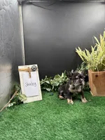Shirley , a female French Bulldog for sale in Goshen, IN – 5 of 5