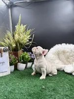 Arya, a female French Bulldog for sale in Goshen, IN – 2 of 4
