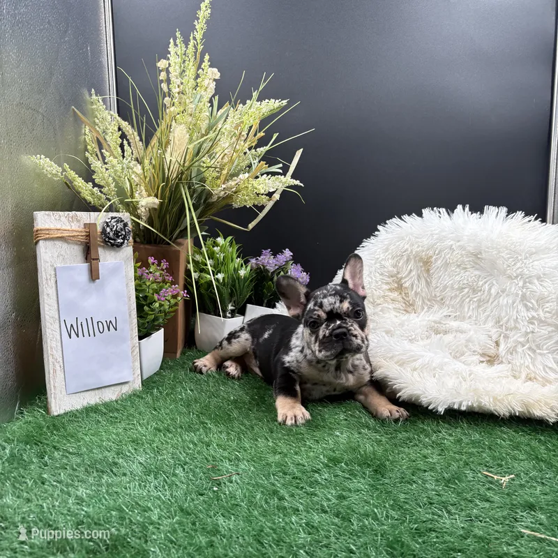 Willow – French Bulldog puppy for sale in Goshen, IN