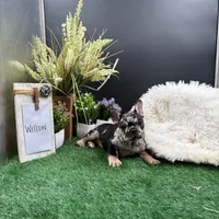 Willow, a female French Bulldog for sale in Goshen, IN – 1 of 5