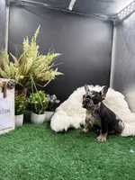 Willow, a female French Bulldog for sale in Goshen, IN – 5 of 5