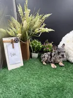 Loki, a male French Bulldog for sale in Goshen, IN – 3 of 5