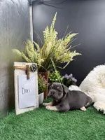 Dori, a female French Bulldog for sale in Goshen, IN – 6 of 6