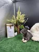 Dori, a female French Bulldog for sale in Goshen, IN – 4 of 6