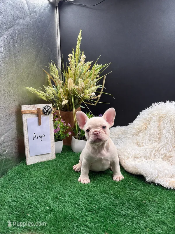 Arya – French Bulldog puppy for sale in Goshen, IN