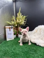 Arya, a female French Bulldog for sale in Goshen, IN – 1 of 4