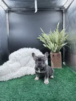 Reese, a female French Bulldog for sale in Goshen, IN – Photo 3 of 4