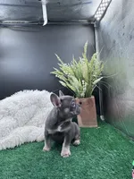 Reese, a female French Bulldog for sale in Goshen, IN – Photo 1 of 4